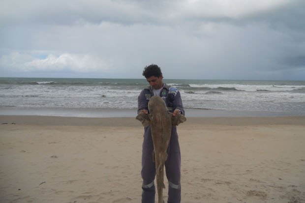 21/06/2013. Credito: Adriano Artoni/Divulgacao. Tubarao na praia de Boa Viagem.