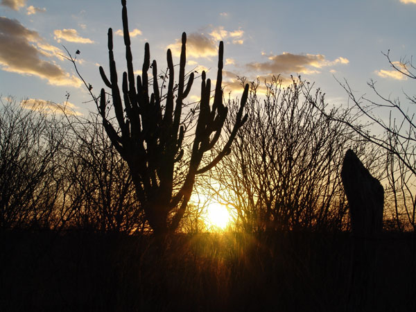 Bioma-Caatinga